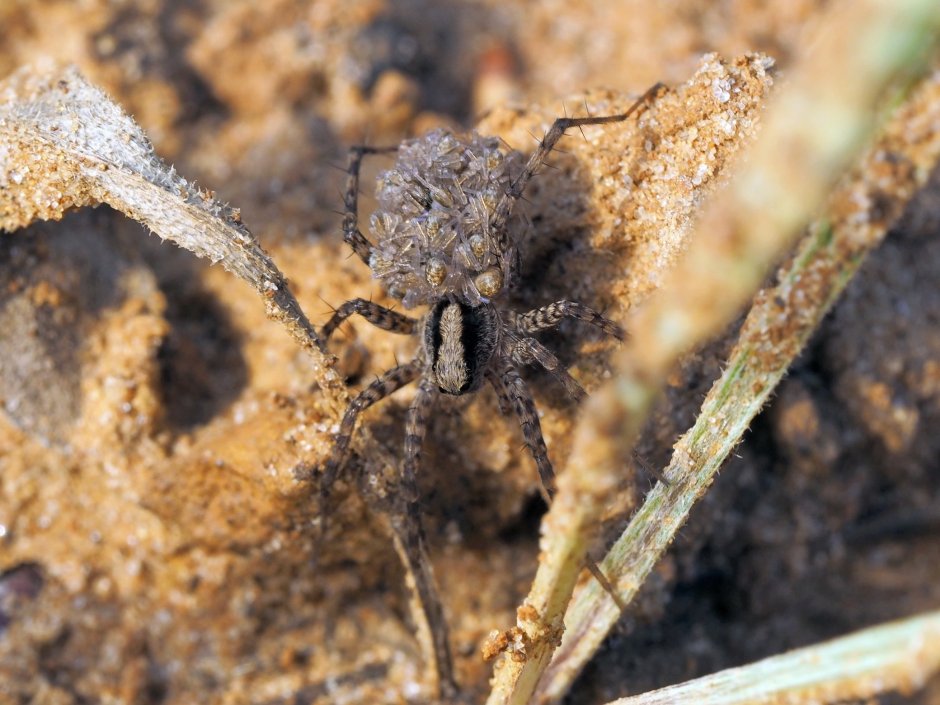 Паук волк с паучатами