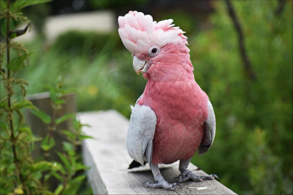 Oklahoma Rose breasted Cockatoo