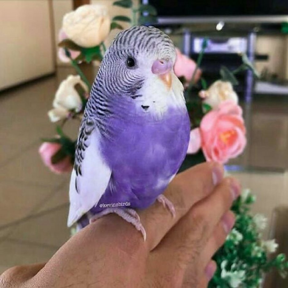 Попугай какарик