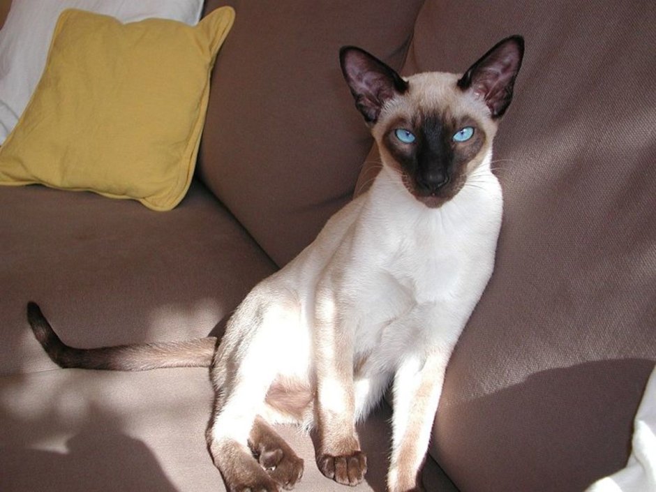 Сиамская кошка чистокровная