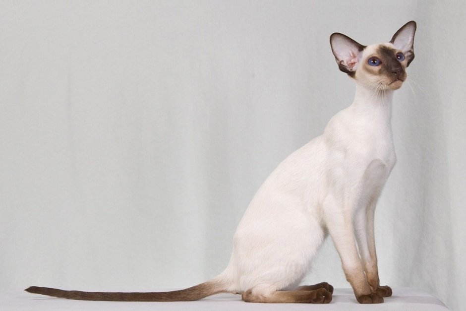 Балинезийская кошка короткошерстная