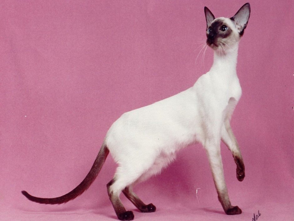 Сиамская кошка