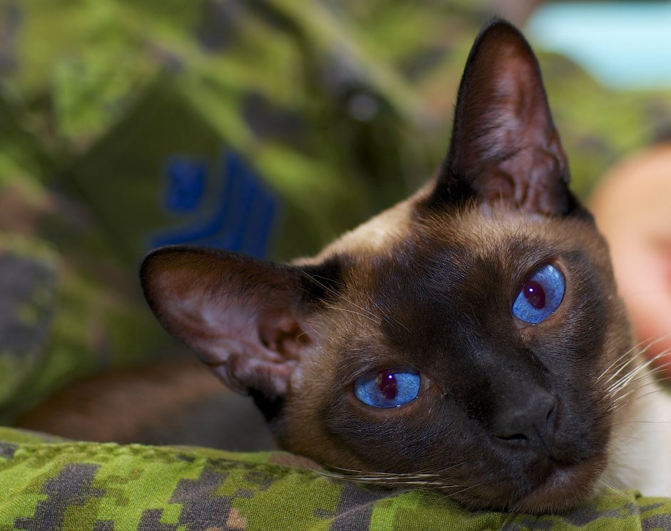 Сиамская кошка