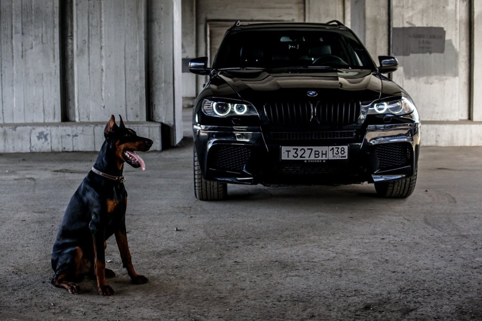 Доберман х5 BMW