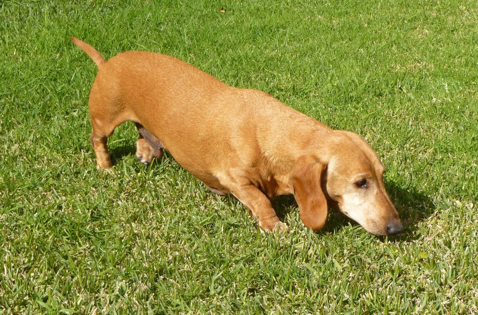 Beagle гончая