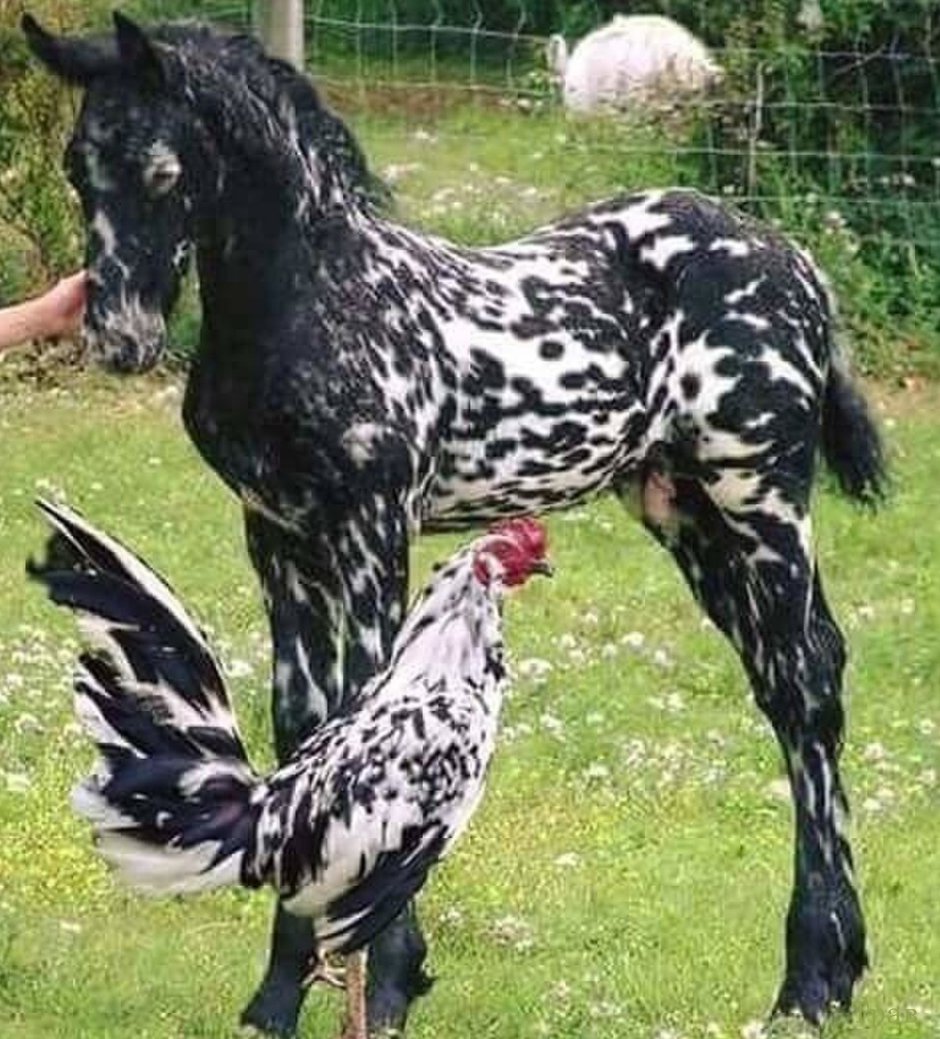 Аппалуза тяжеловоз