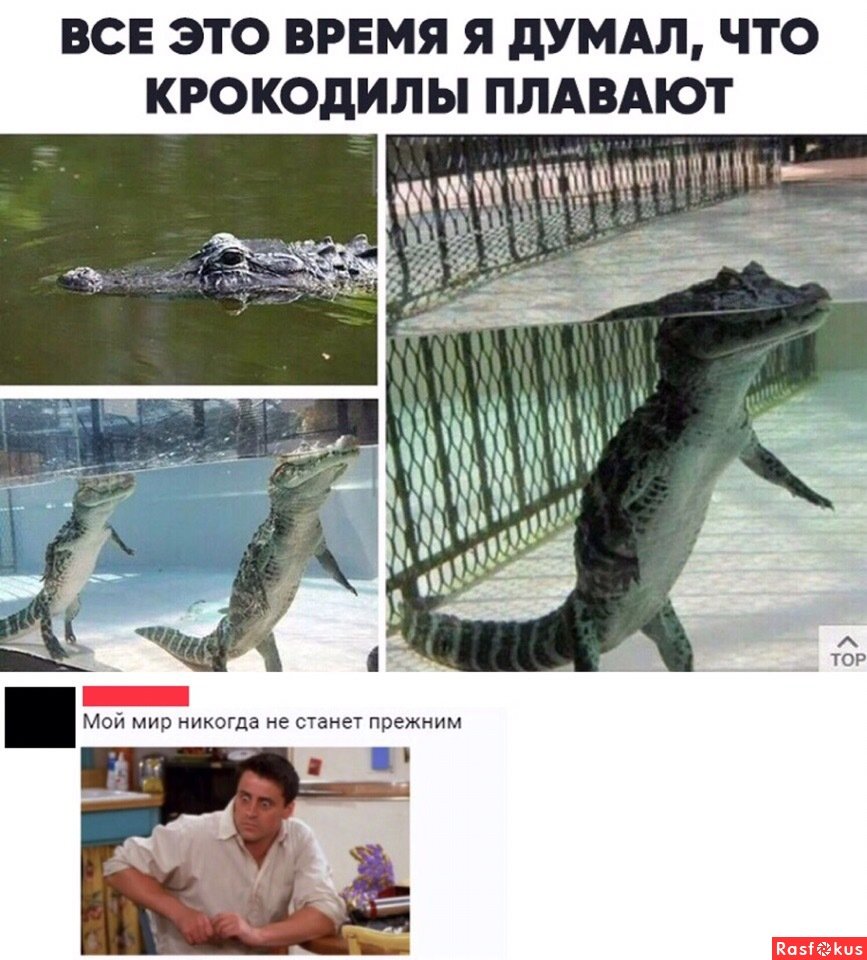 Крокодил с лягушками на спине