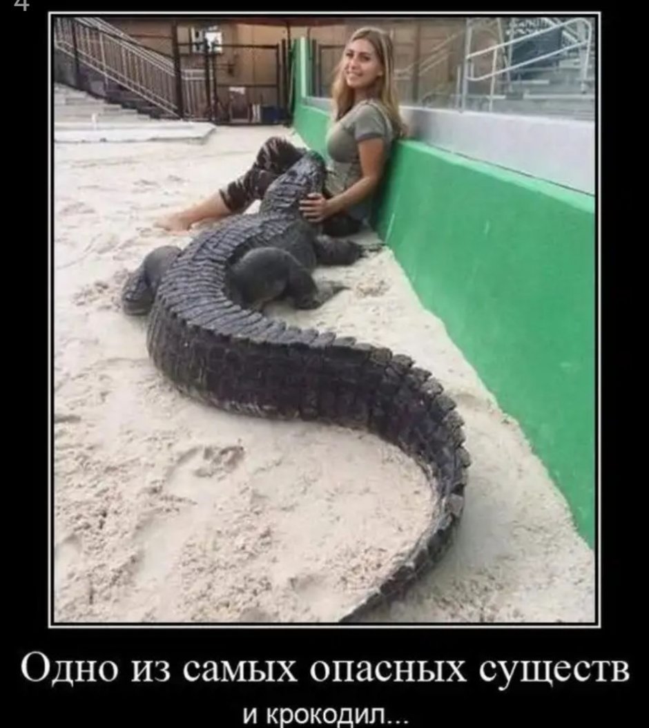 Смешной крокодил