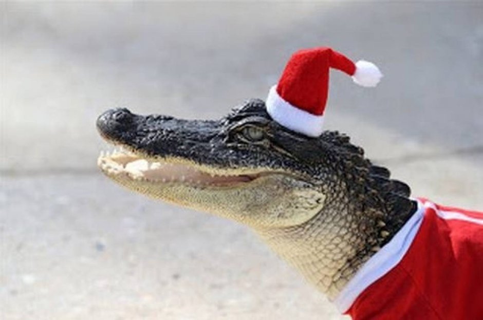 Прикольный крокодил