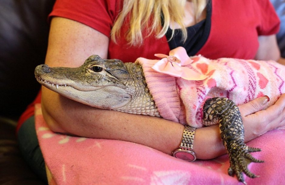 Карликовый крокодил