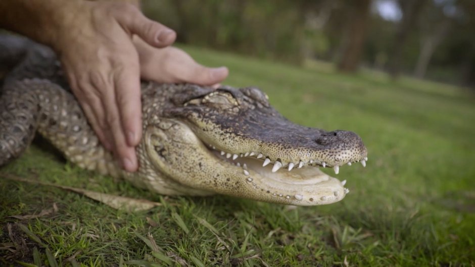 Крокодил юмор