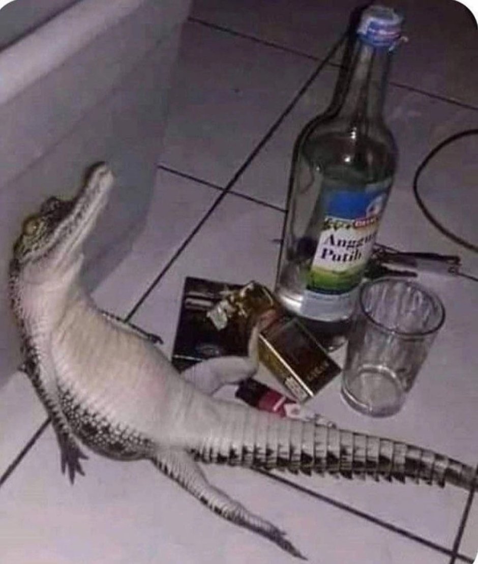 Крокодил прикол