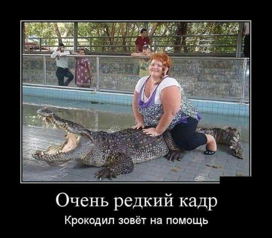 Крокодил Аллигатор Геннадий