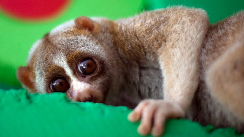 Обезьянка лемур Лори