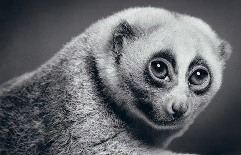 Лемур Лори черный