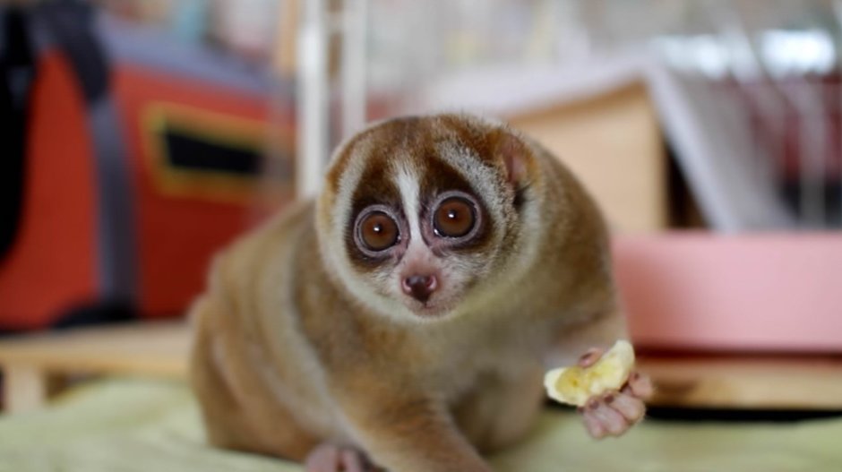 Толстый Лори