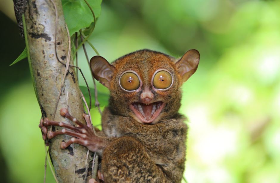 Ушастый лемур
