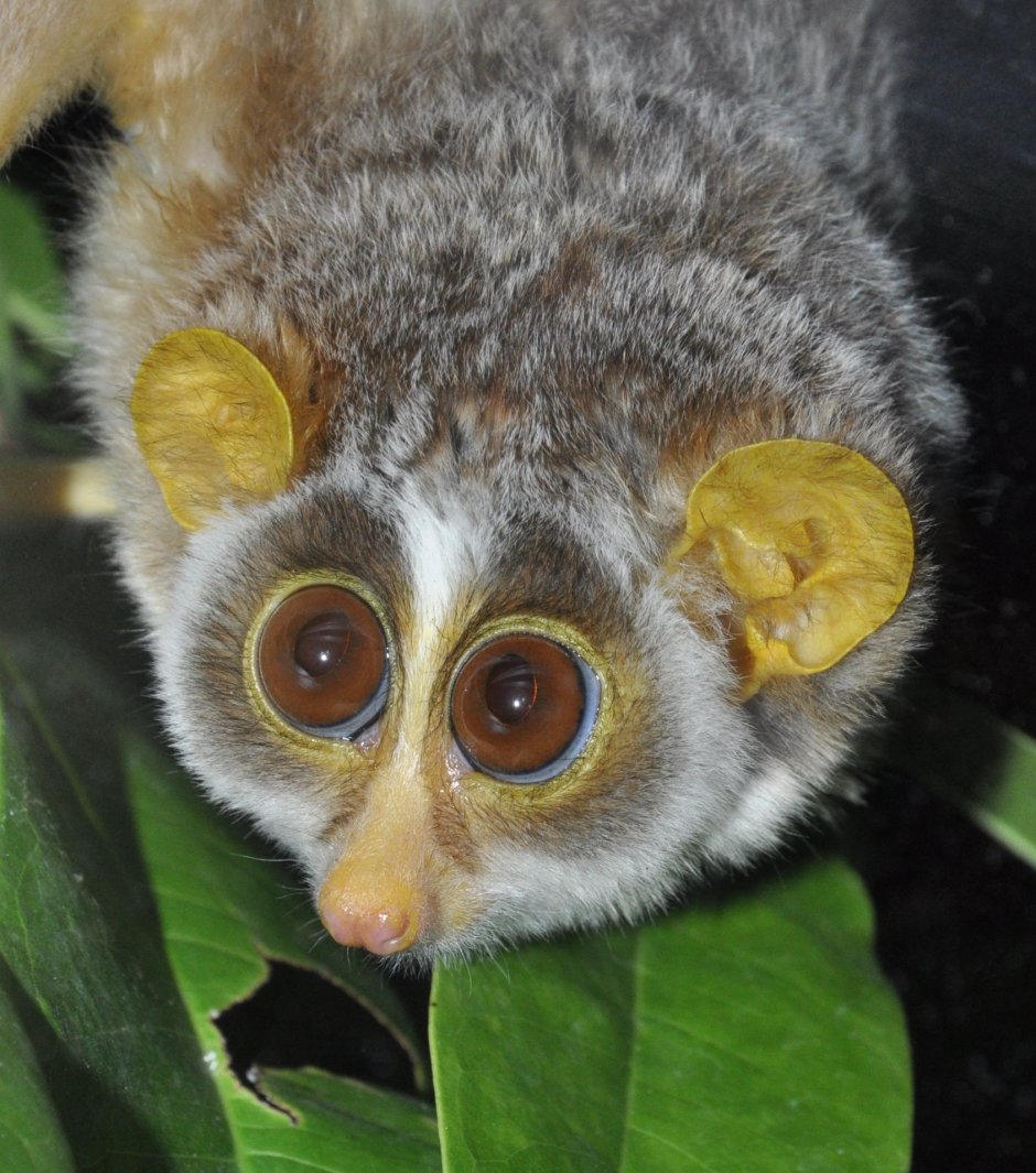 Карликовый лемур Лори