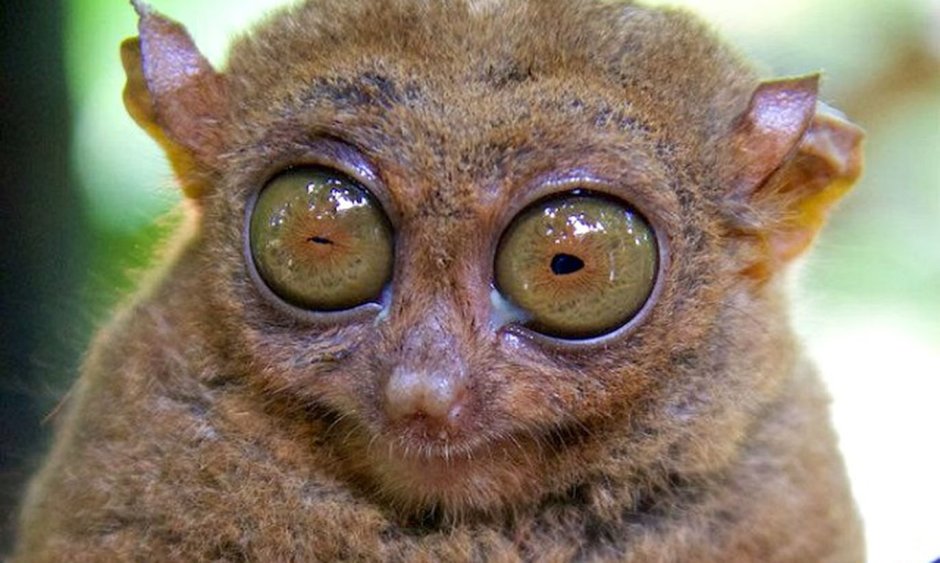 Глаза долгопята