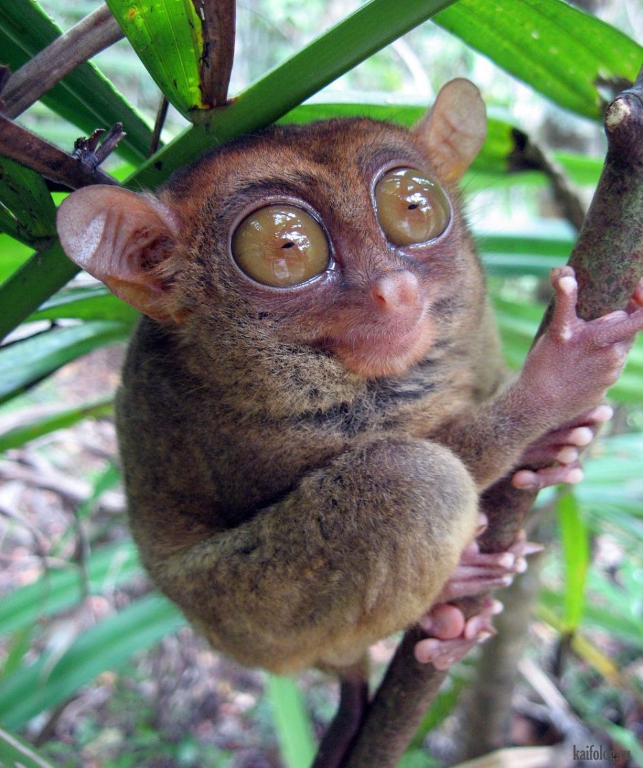 Мелкозубый лемур