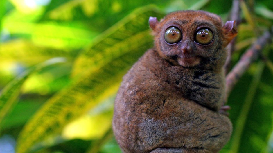 Бохоль Филиппины долгопяты