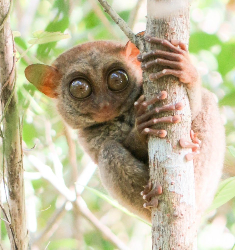 Лемур долгопят