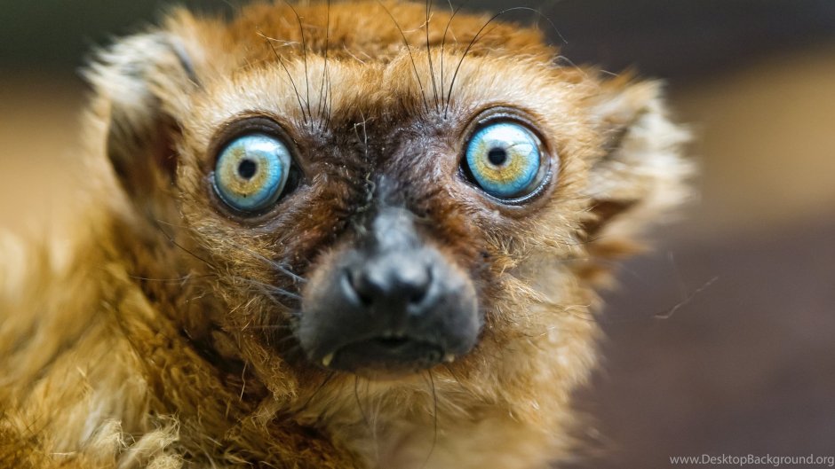 Лемур с выпученными глазами