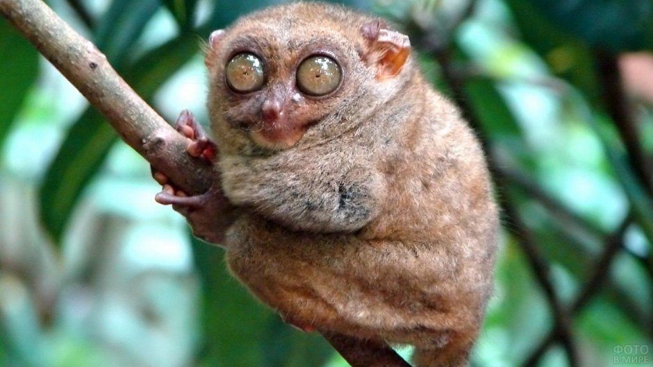 Долгопят Диана