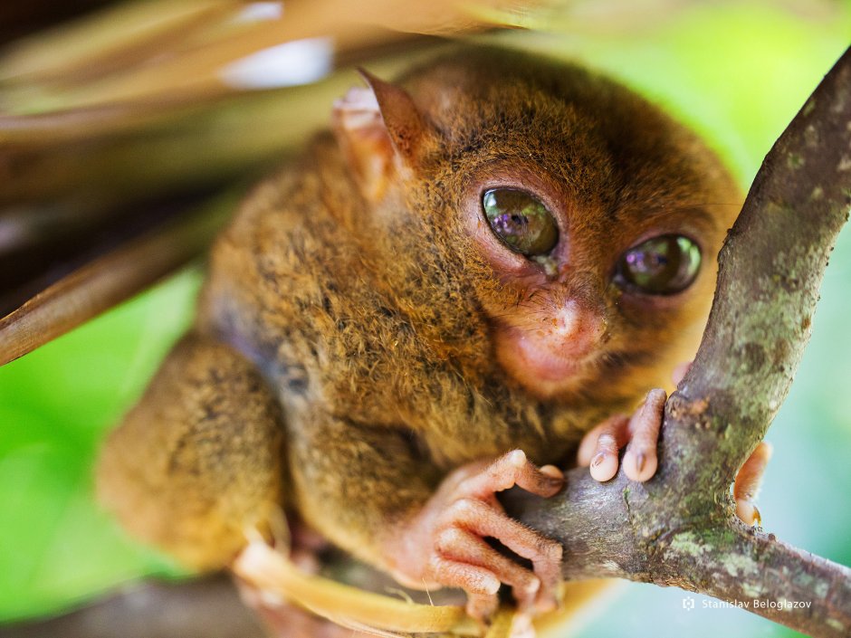 Банканский долгопят