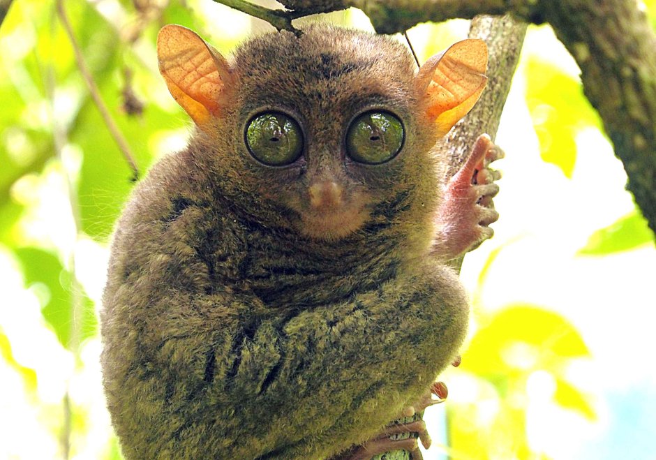 Долгопят привидение