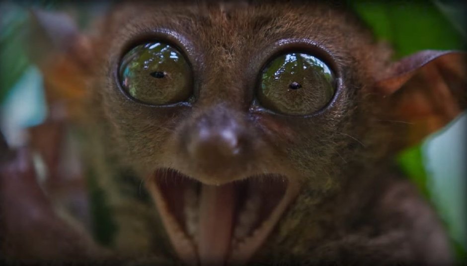 Зверек с выпученными глазами