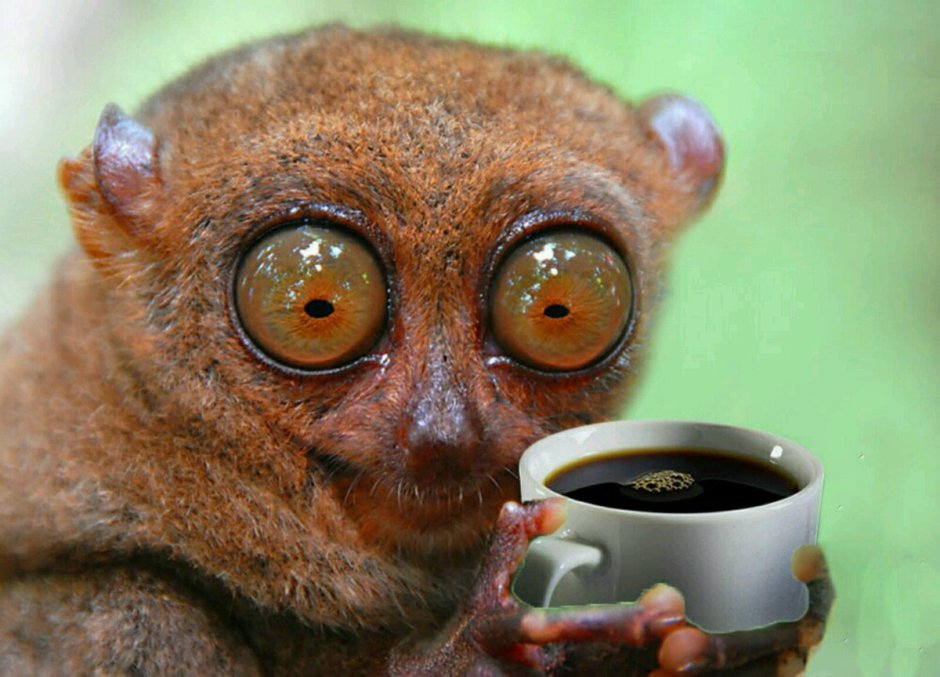 Пучеглазый долгопят