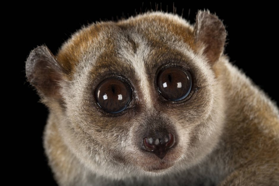 Лемур долгопят