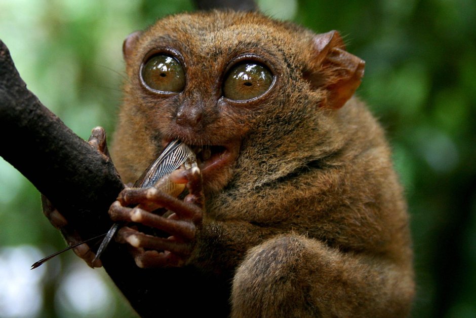 Лемур долгопят