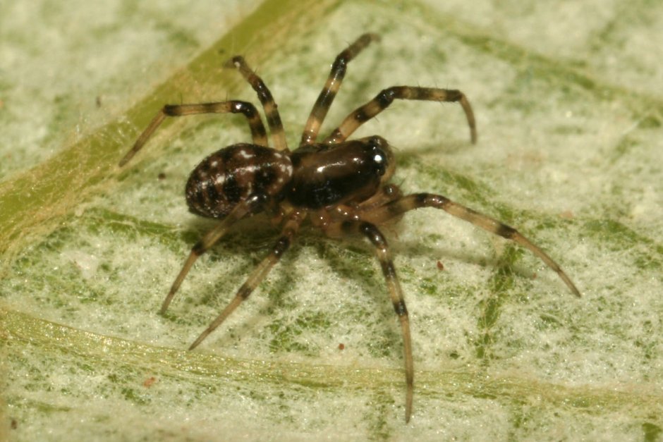 Pardosa monticola