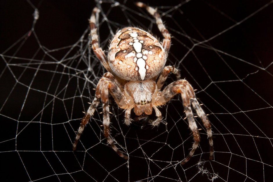 Обыкновенный крестовик - Araneus diadematus