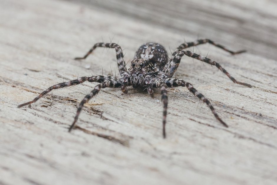Pardosa pullata