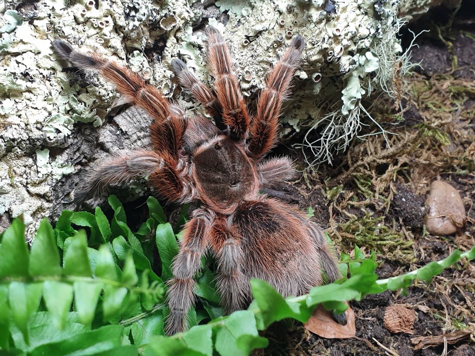 Паук Poecilotheria Rajaei