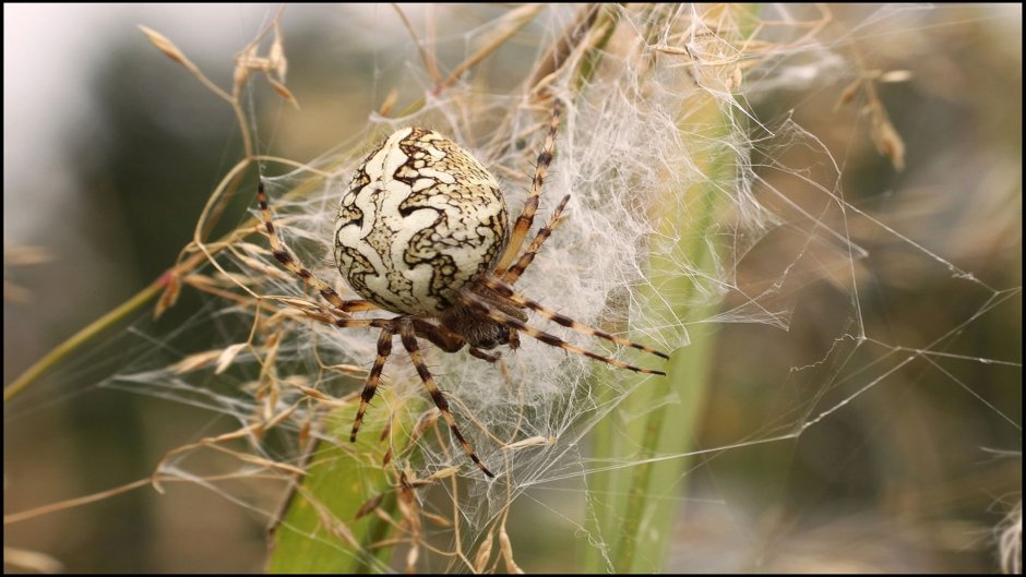Pterinochilus murinus паук
