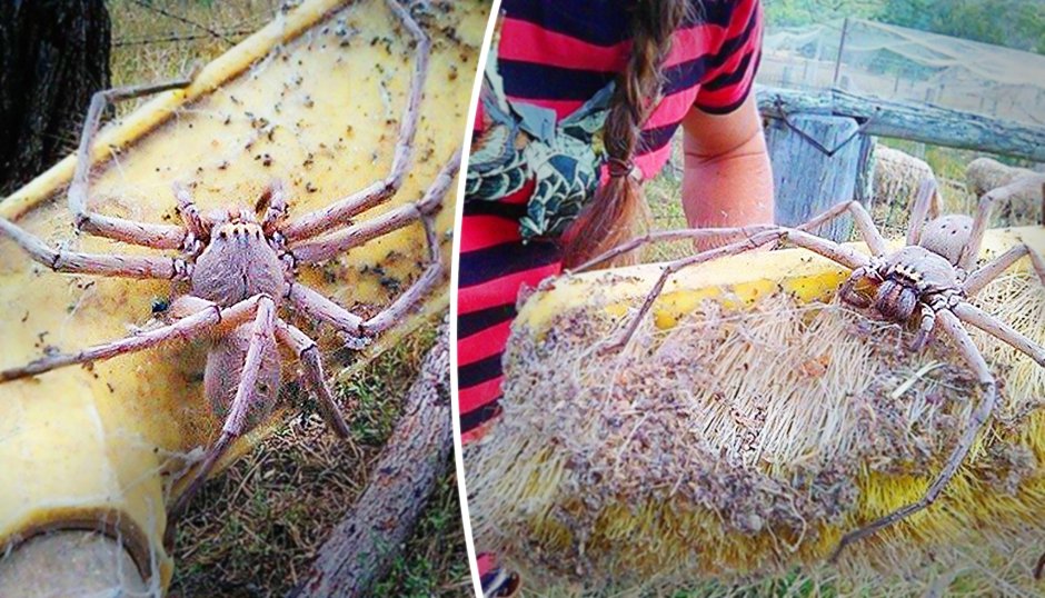Гигантский паук-охотник (heteropoda maxima)