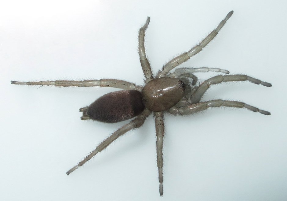 Паук-охотник heteropoda maxima