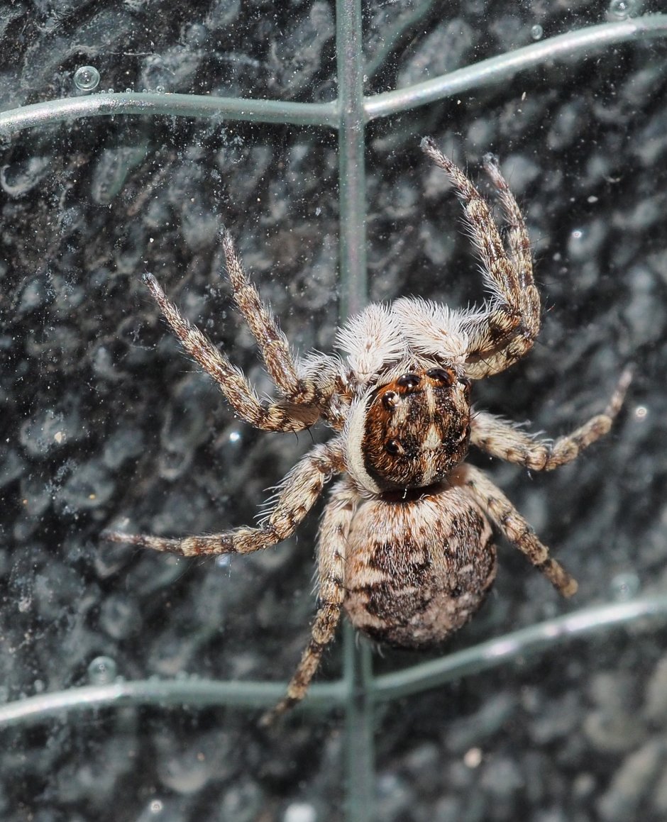 Parasteatoda tepidariorum