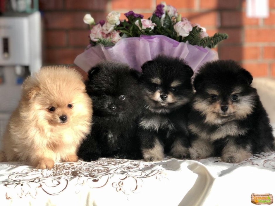 Шпиц померанский черный подпалый