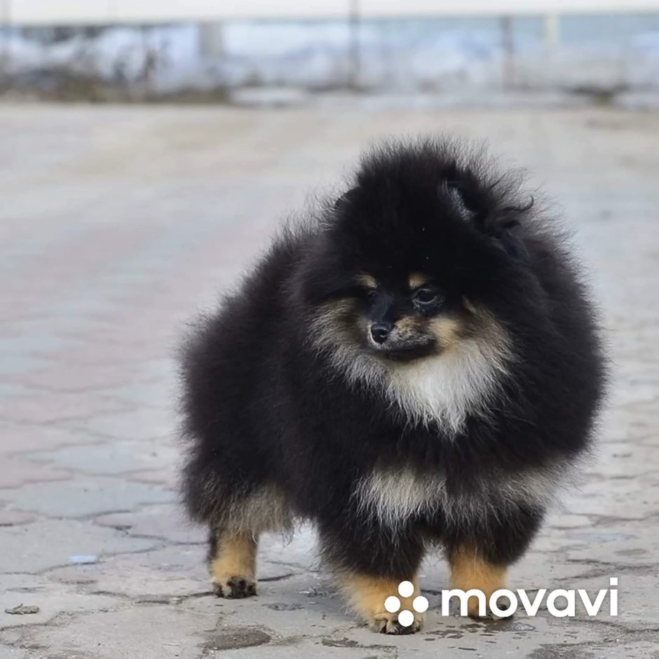 Шпиц бело коричневый