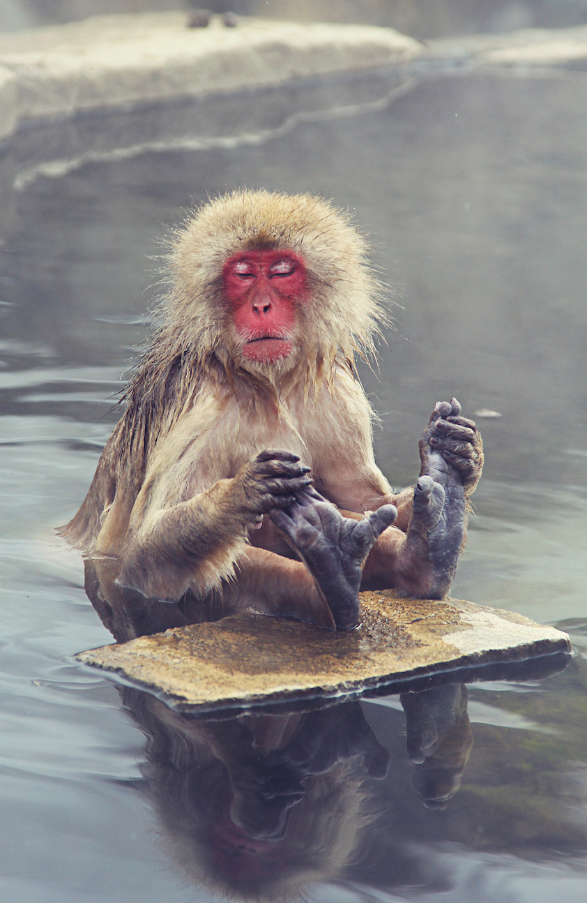Японские обезьяны