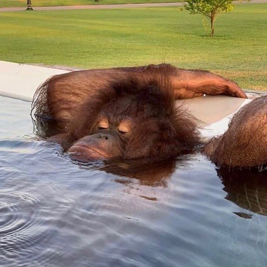 Обезьяна на отдыхе