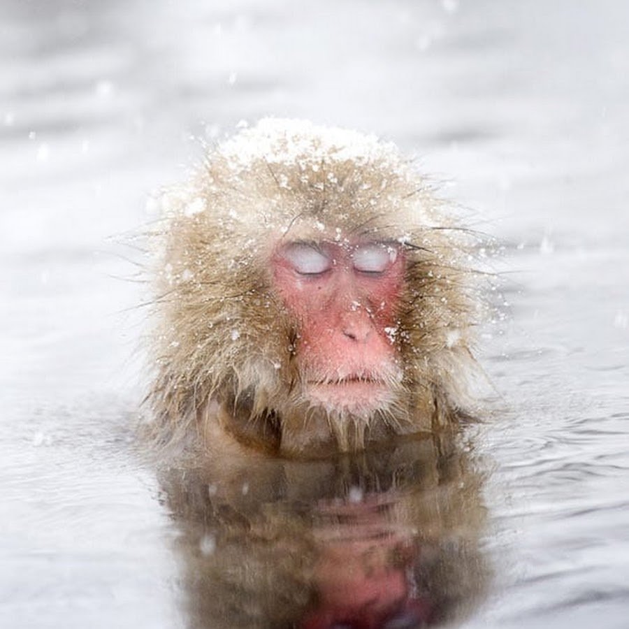 Японские макаки в горячих источниках зимой