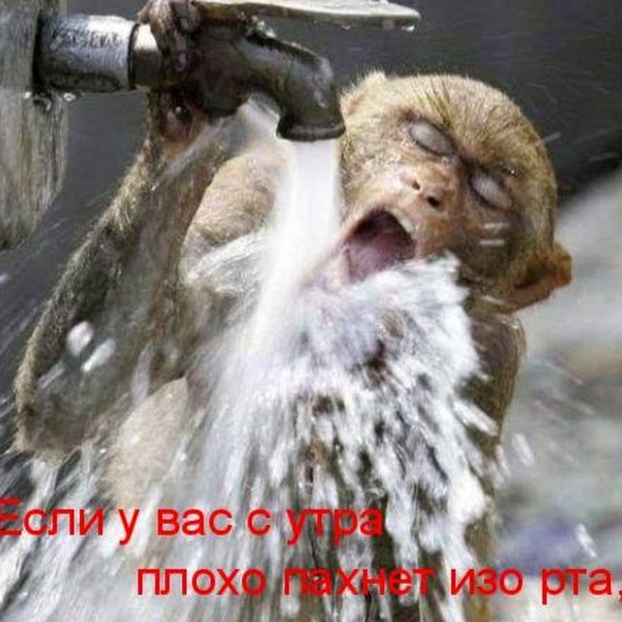 Обезьяны в жару