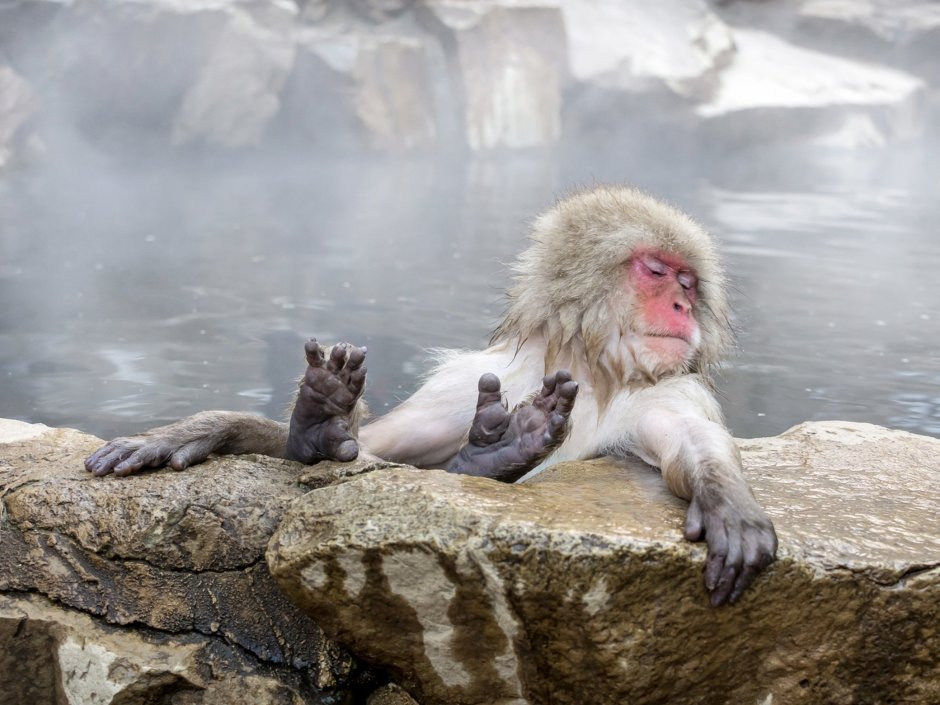 Обезьяны в термальных источниках Японии