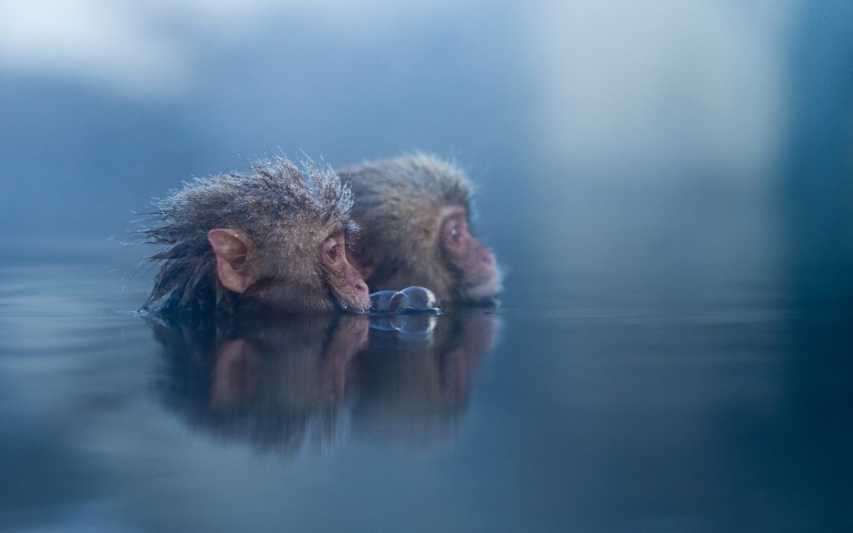Обезьянка в воде
